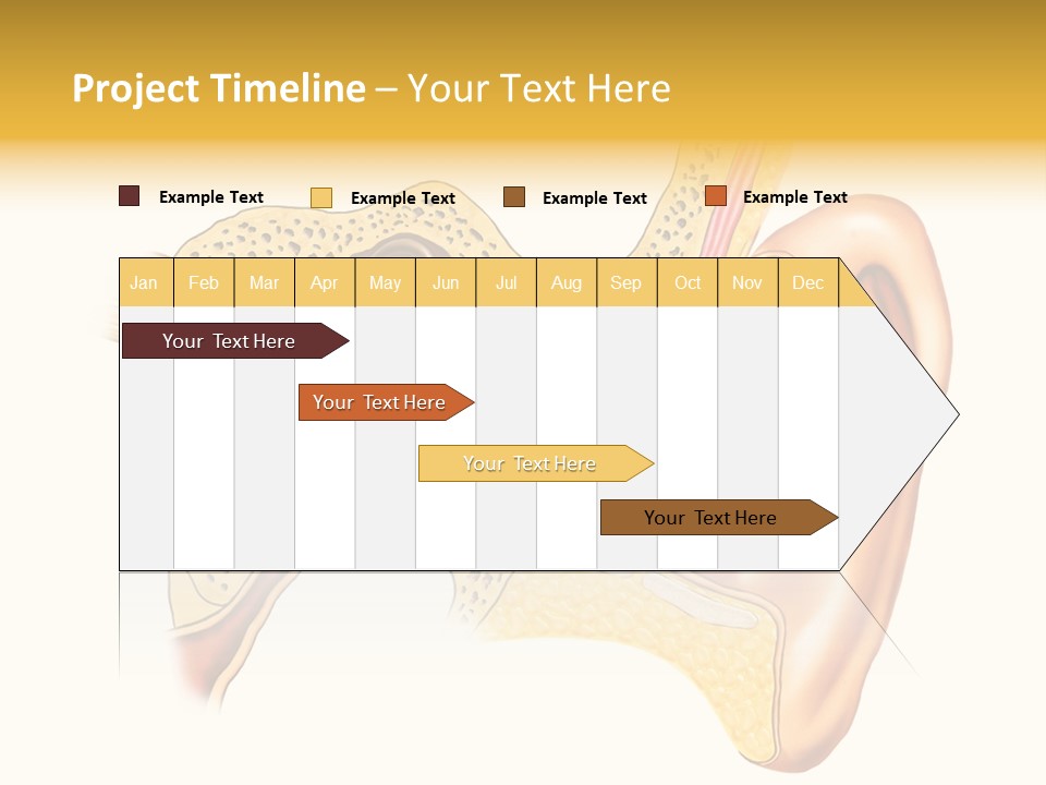 Eardrum Inner Sound PowerPoint Template