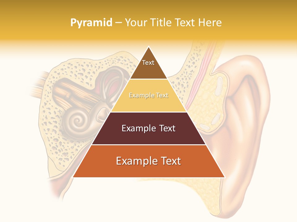 Eardrum Inner Sound PowerPoint Template