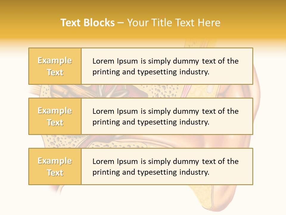 Eardrum Inner Sound PowerPoint Template