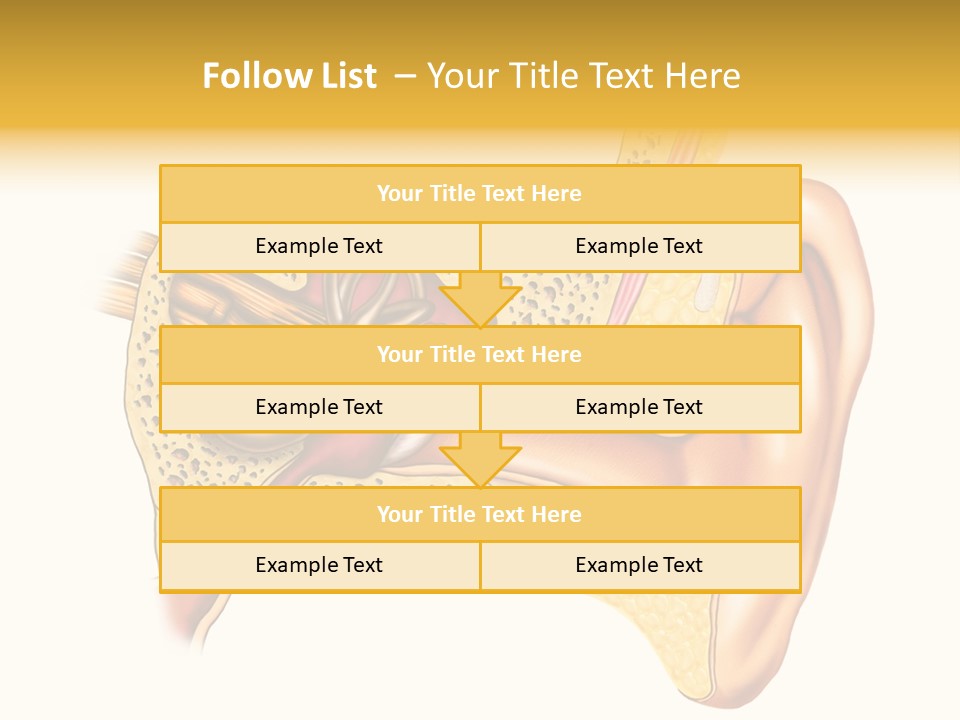 Eardrum Inner Sound PowerPoint Template