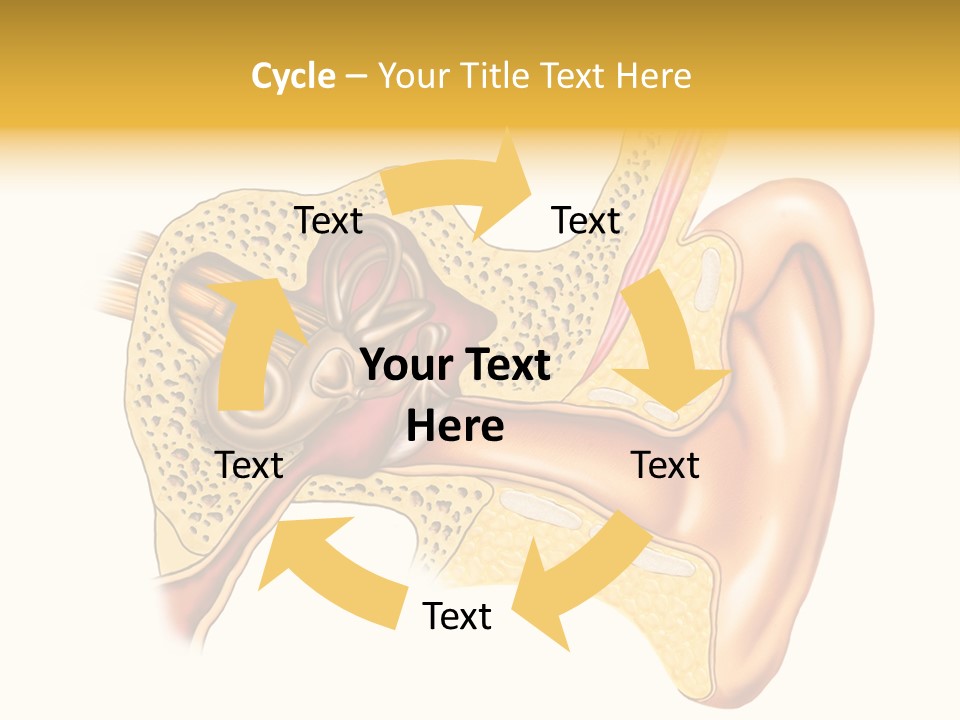 Eardrum Inner Sound PowerPoint Template