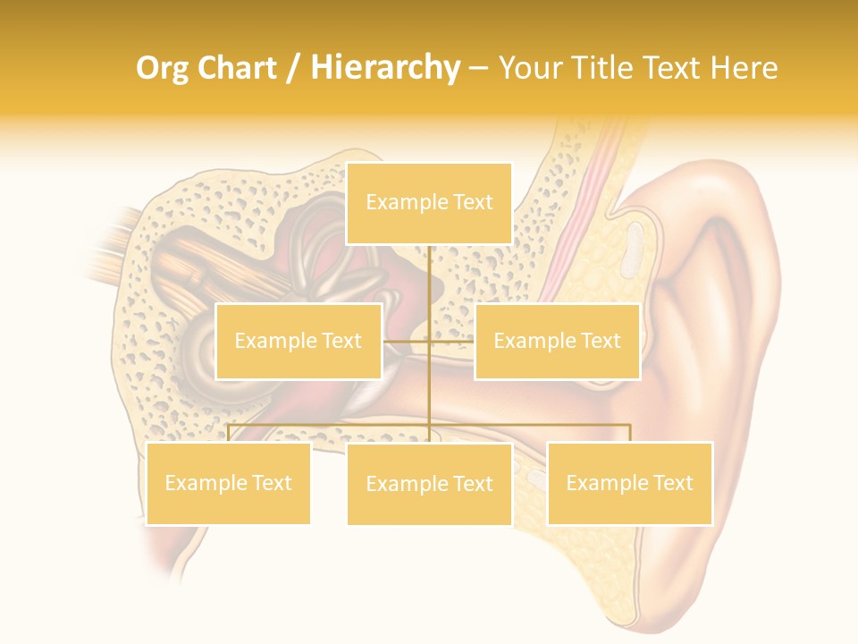 Eardrum Inner Sound PowerPoint Template
