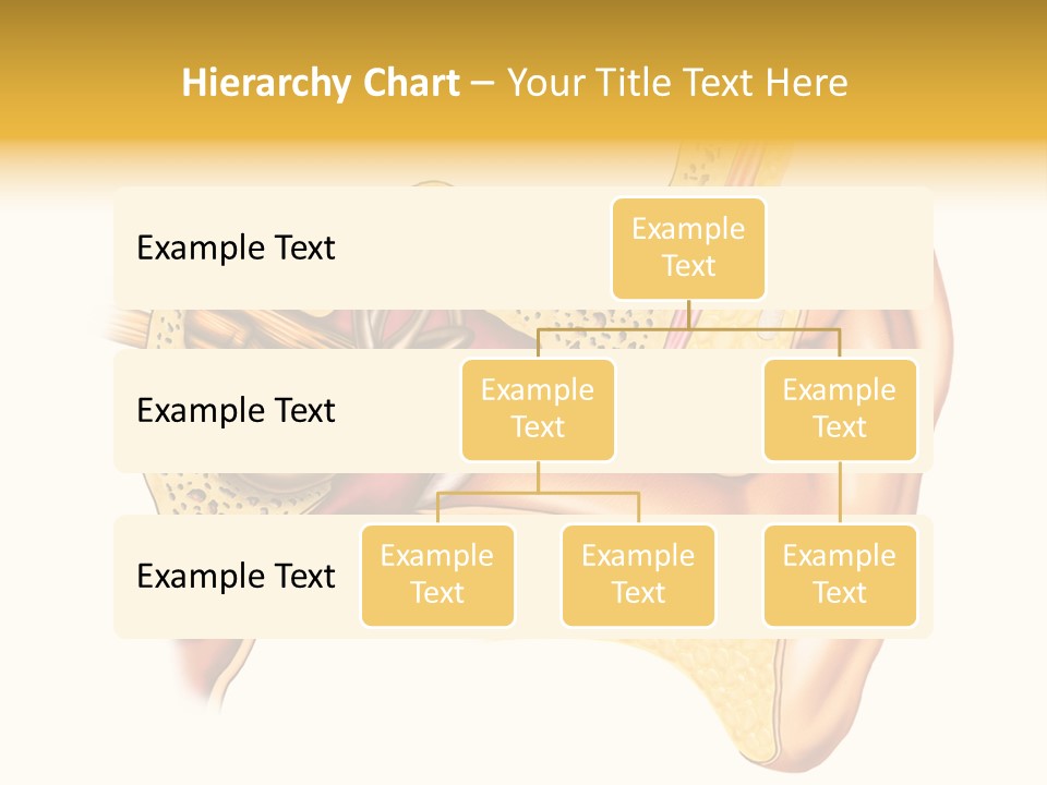 Eardrum Inner Sound PowerPoint Template