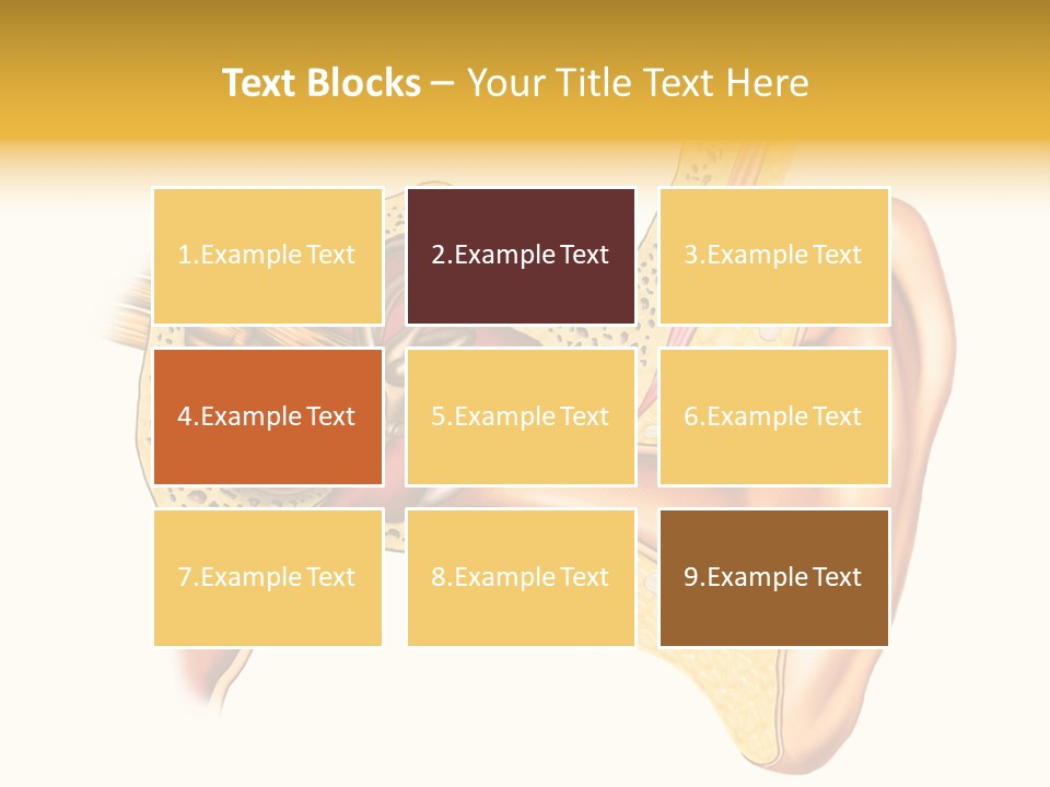 Eardrum Inner Sound PowerPoint Template