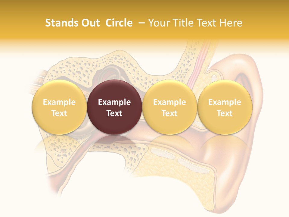 Eardrum Inner Sound PowerPoint Template