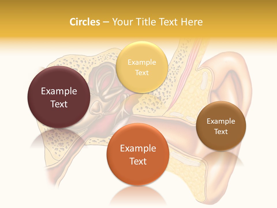 Eardrum Inner Sound PowerPoint Template