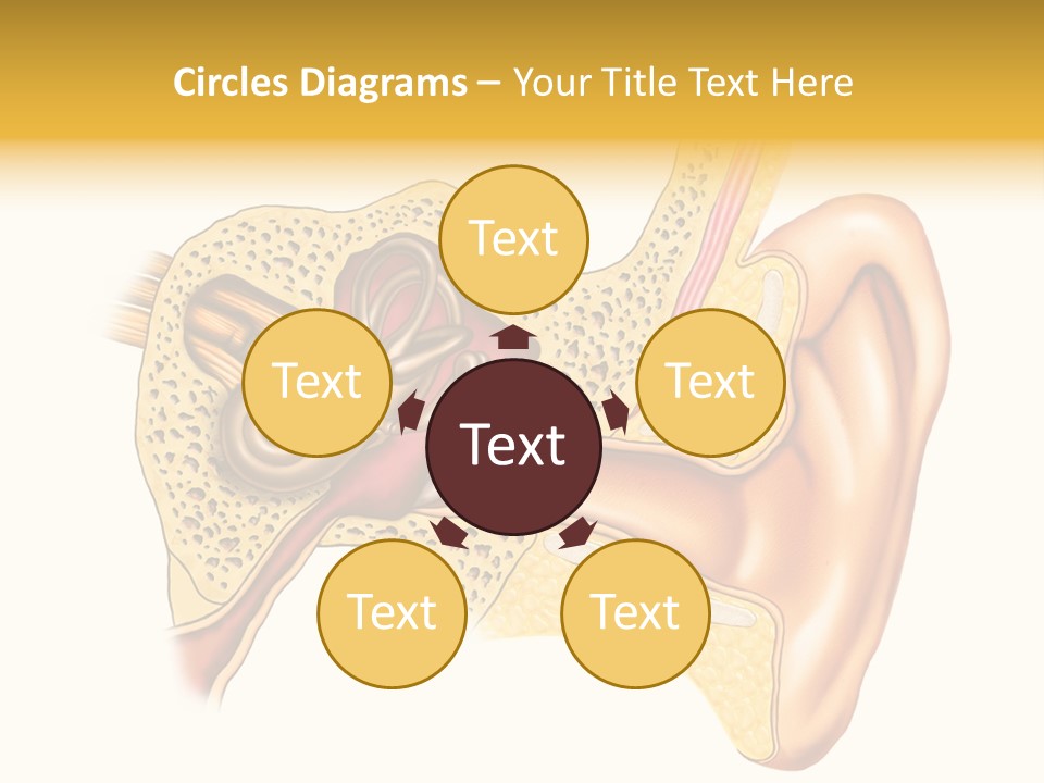 Eardrum Inner Sound PowerPoint Template