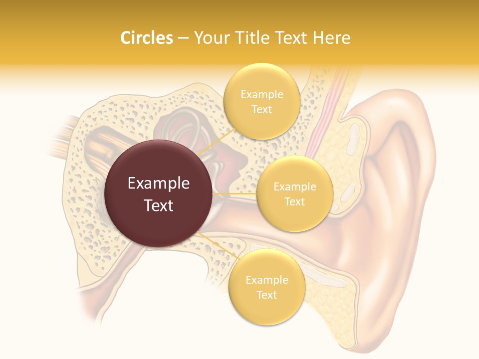 Eardrum Inner Sound PowerPoint Template