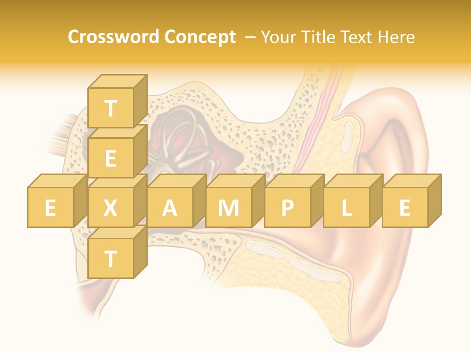 Eardrum Inner Sound PowerPoint Template