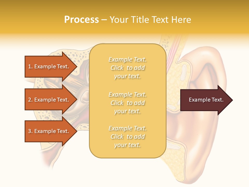 Eardrum Inner Sound PowerPoint Template