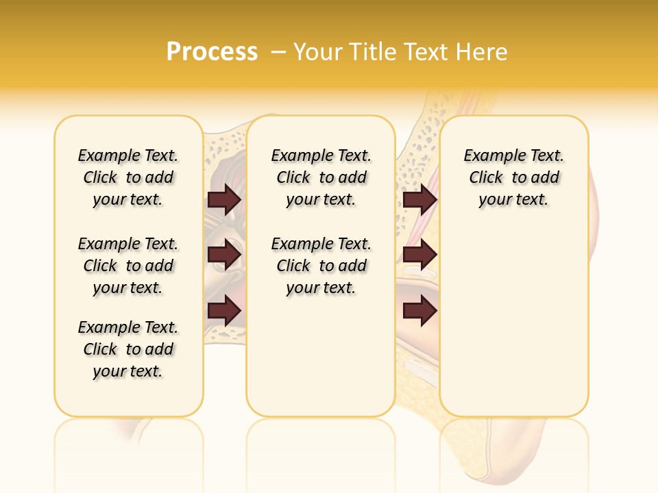 Eardrum Inner Sound PowerPoint Template