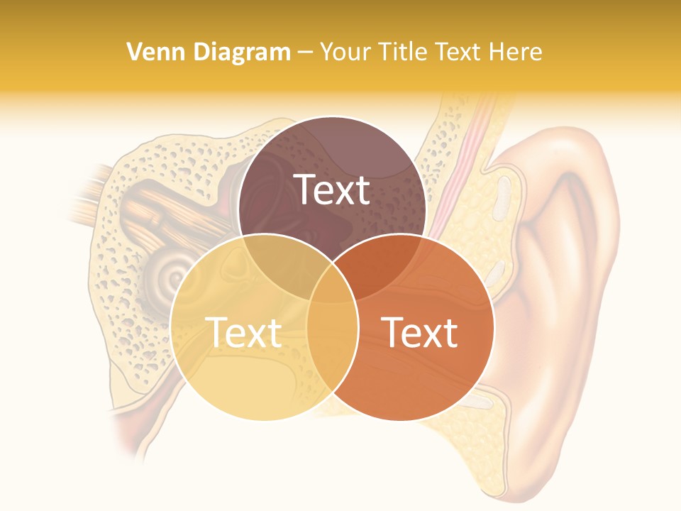 Eardrum Inner Sound PowerPoint Template