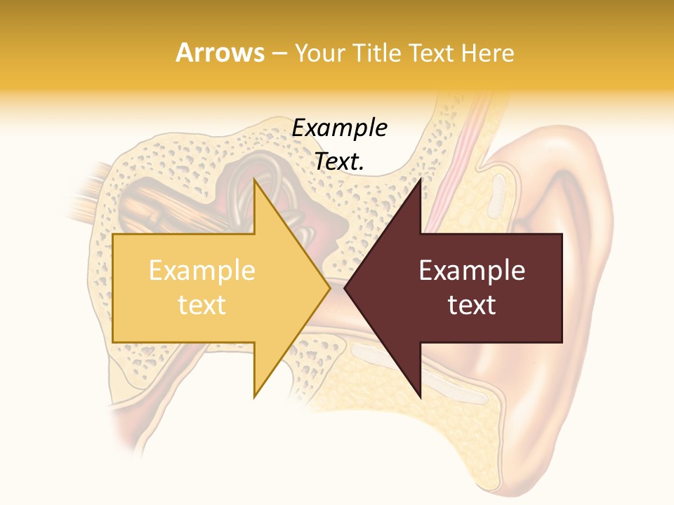Eardrum Inner Sound PowerPoint Template