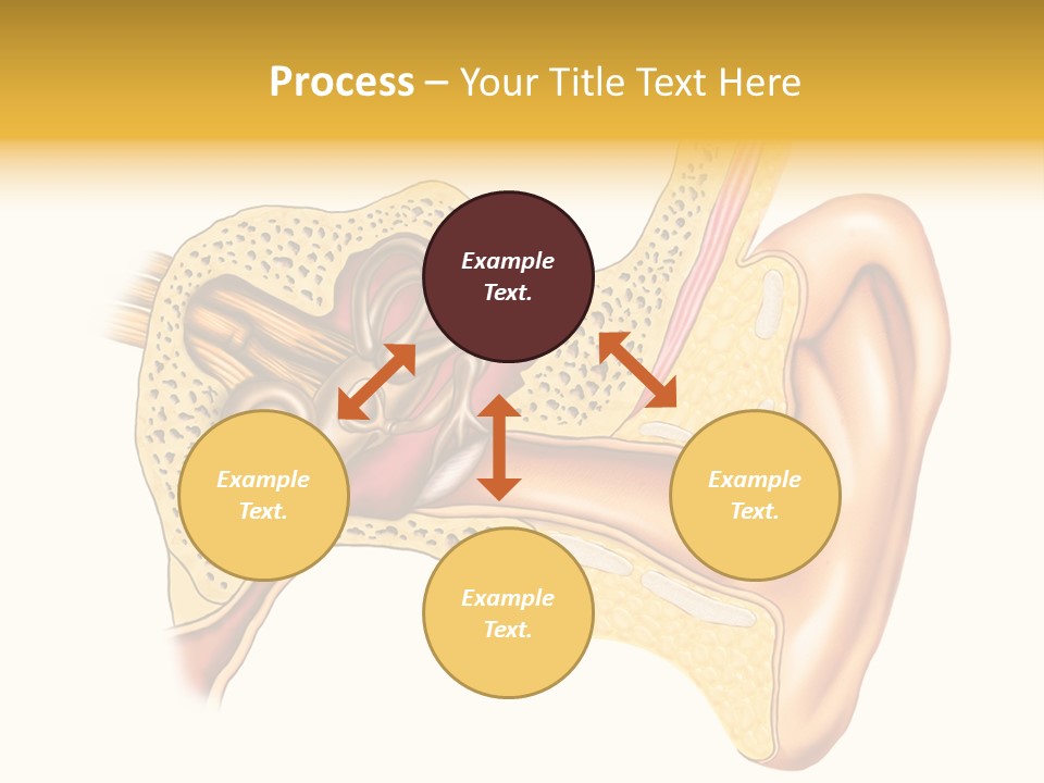 Eardrum Inner Sound PowerPoint Template
