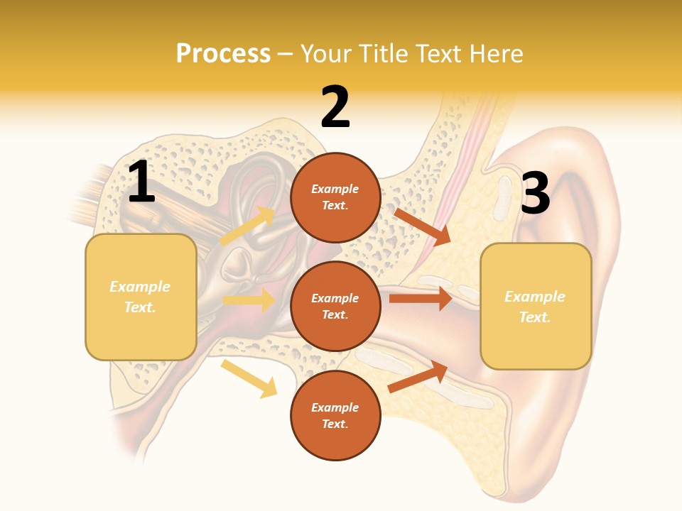 Eardrum Inner Sound PowerPoint Template
