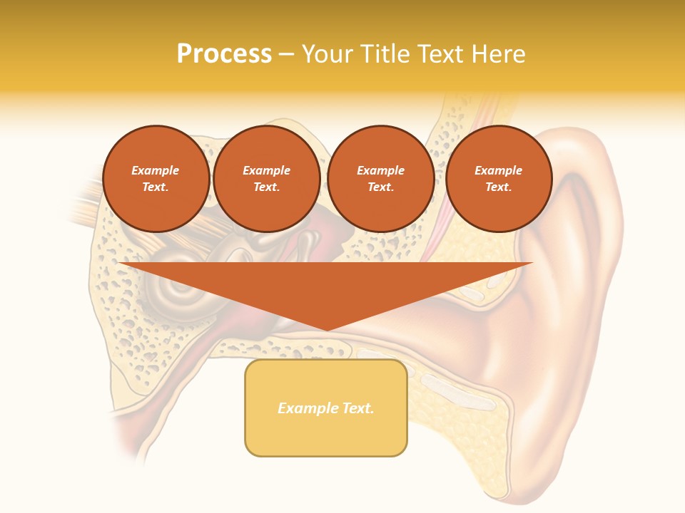Eardrum Inner Sound PowerPoint Template