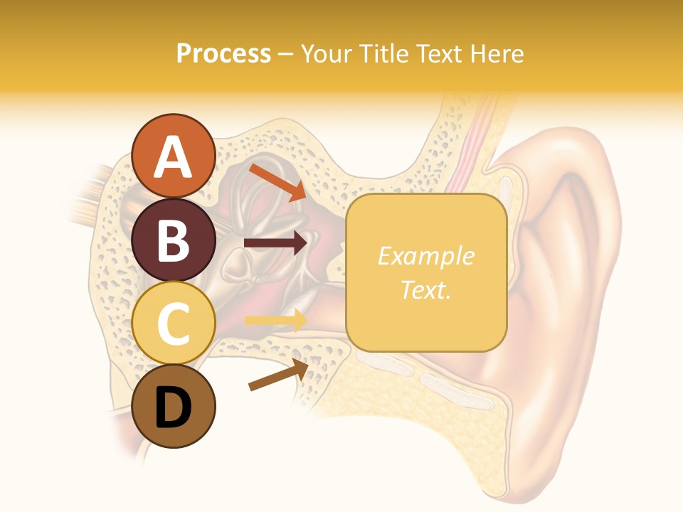 Eardrum Inner Sound PowerPoint Template