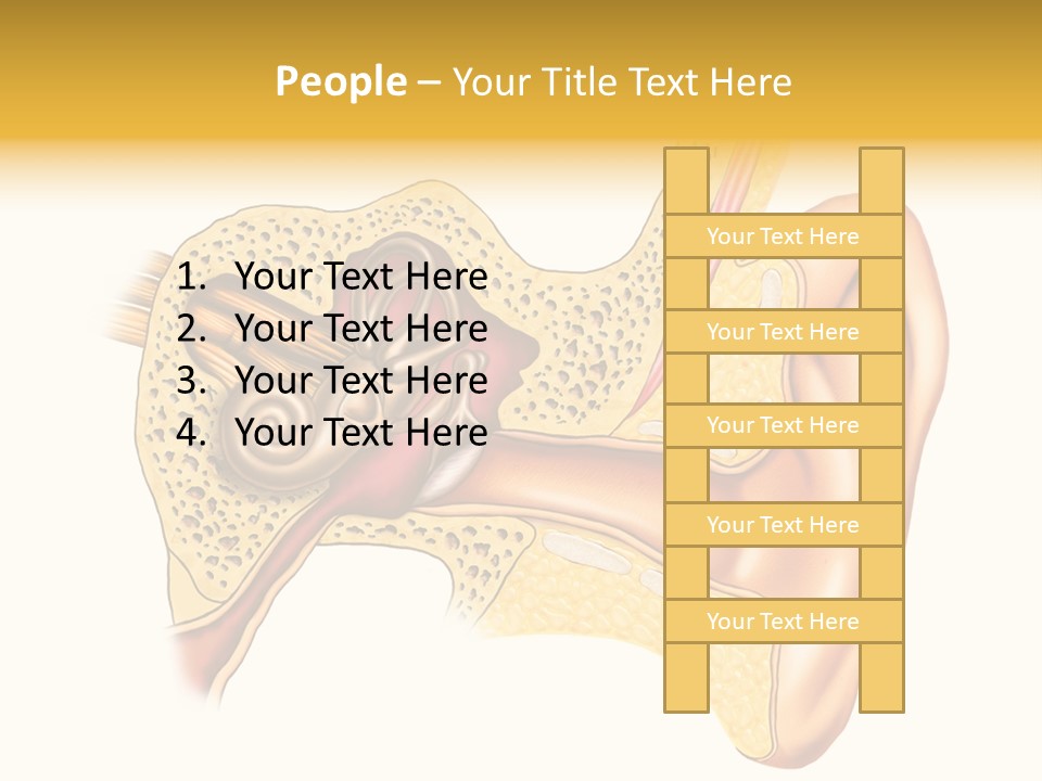 Eardrum Inner Sound PowerPoint Template