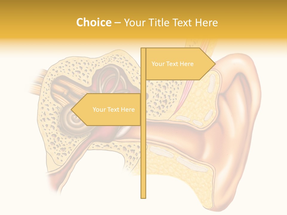 Eardrum Inner Sound PowerPoint Template