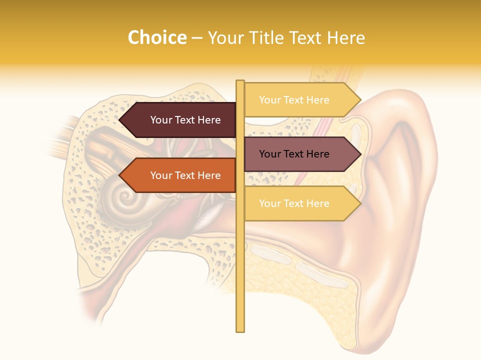 Eardrum Inner Sound PowerPoint Template