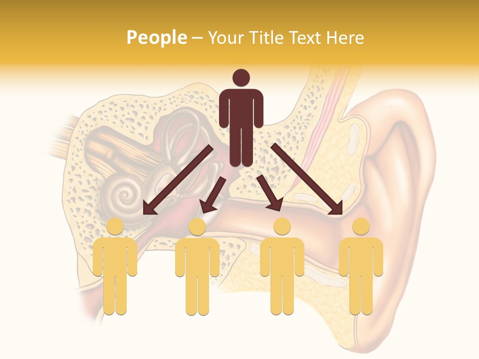 Eardrum Inner Sound PowerPoint Template