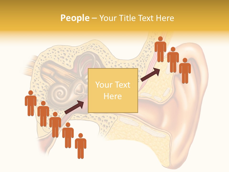 Eardrum Inner Sound PowerPoint Template