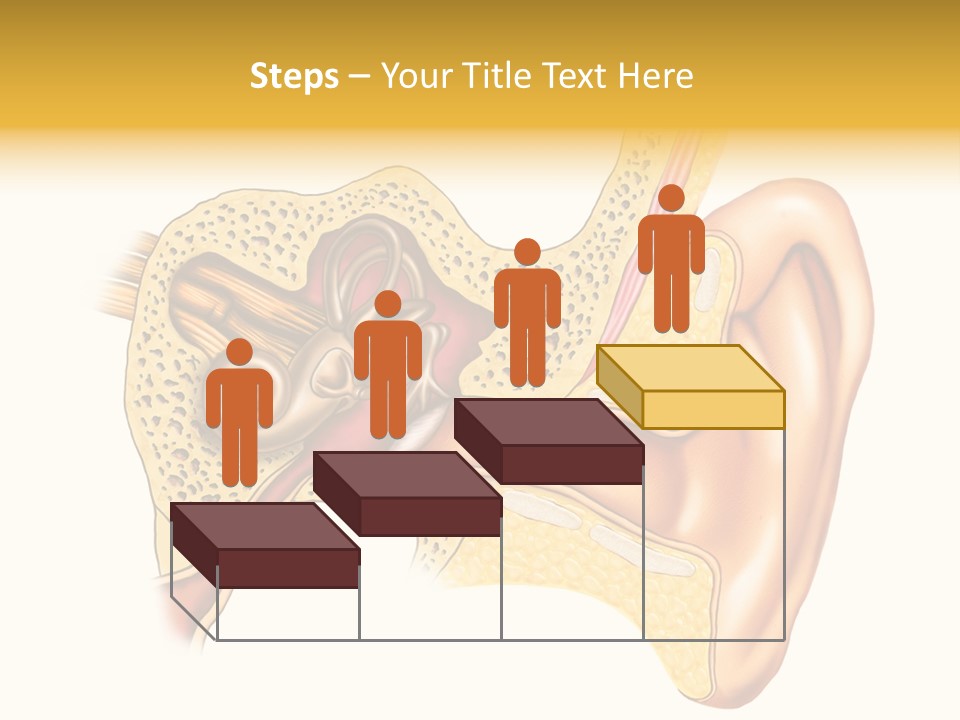 Eardrum Inner Sound PowerPoint Template