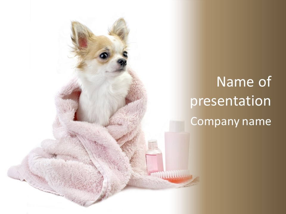 Purebred Beauty Mexican PowerPoint Template