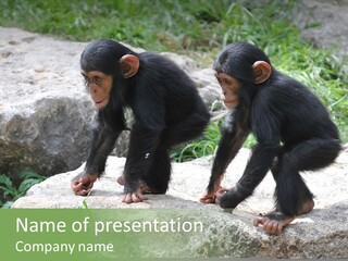 Primate Black Stone PowerPoint Template
