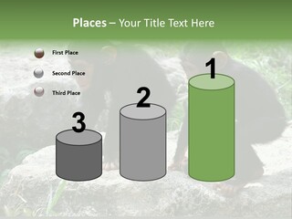 Primate Black Stone PowerPoint Template