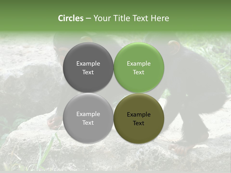 Primate Black Stone PowerPoint Template