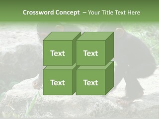 Primate Black Stone PowerPoint Template