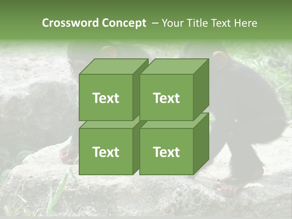 Primate Black Stone PowerPoint Template
