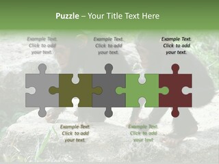 Primate Black Stone PowerPoint Template