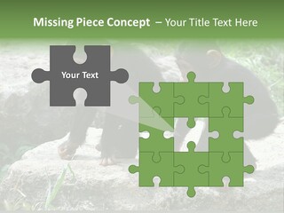 Primate Black Stone PowerPoint Template