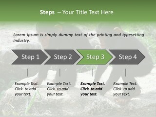 Primate Black Stone PowerPoint Template