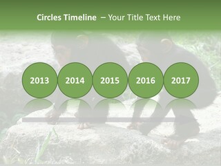 Primate Black Stone PowerPoint Template