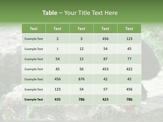 Primate Black Stone PowerPoint Template