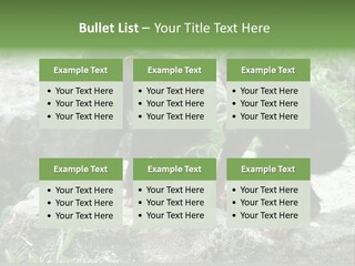 Primate Black Stone PowerPoint Template