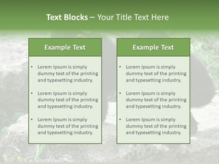 Primate Black Stone PowerPoint Template
