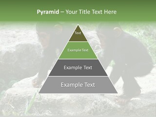 Primate Black Stone PowerPoint Template