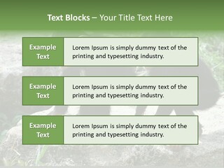 Primate Black Stone PowerPoint Template