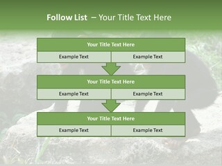 Primate Black Stone PowerPoint Template