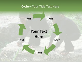 Primate Black Stone PowerPoint Template