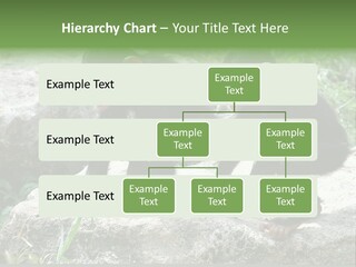 Primate Black Stone PowerPoint Template