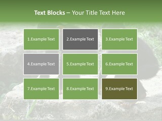 Primate Black Stone PowerPoint Template