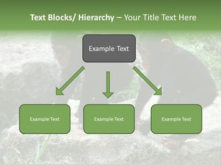 Primate Black Stone PowerPoint Template