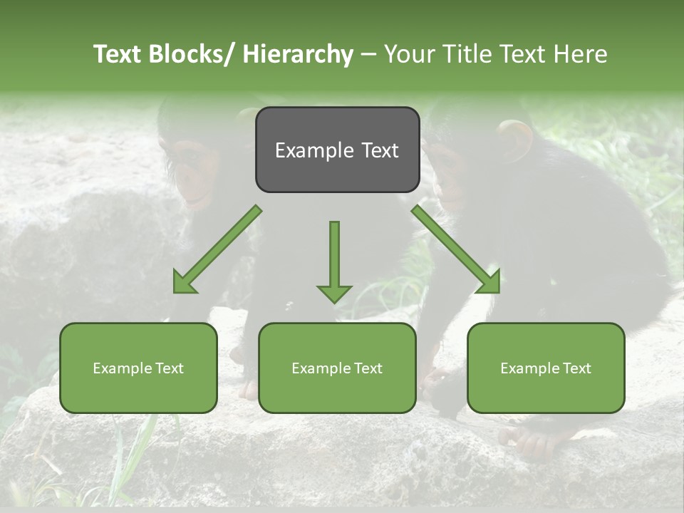 Primate Black Stone PowerPoint Template