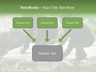 Primate Black Stone PowerPoint Template