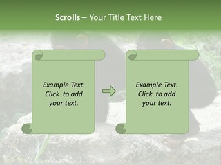 Primate Black Stone PowerPoint Template